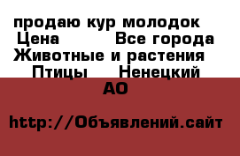 продаю кур молодок. › Цена ­ 320 - Все города Животные и растения » Птицы   . Ненецкий АО